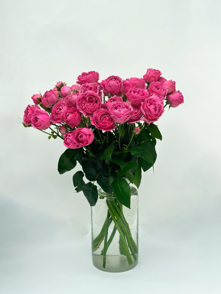 Роза кустовая пионовидная (малиновая)